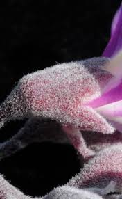 Image result for Philenoptera katangensis