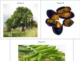 Image result for Canarium schweinfurthii