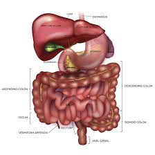 More model information the human digestive system consists of the gastrointestinal tract plus the accessory organs of digestion (pancreas, liver, and gallbladder). Digestion Anatomy Physiology And Chemistry