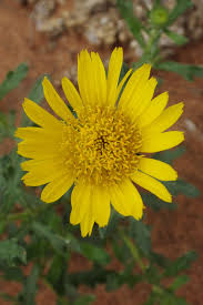 Image result for Hirpicium bechuanense