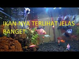 Kemudian tambahkan carbon ac tive yang berfungsi untuk menyerap zat yang dapat merusak atau berbahaya dalam kandungan air pertama kali. Merekam Video Di Dalam Air Aquarium Yang Berisi Banyak Ikan Underwater Tank Fish Video Youtube