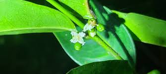 Image result for Cassipourea fanshawei