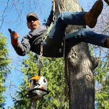 It doesn't take much chlorine for damage to occur. Tree Removal Weston Ma James English Tree James English Tree