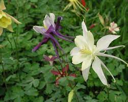 Pin On Future Flower Garden