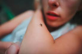 It is most commonly spread to people by the bite of an infected mosquito. Deutschland Erste West Nil Infektion Beim Menschen Pz Pharmazeutische Zeitung
