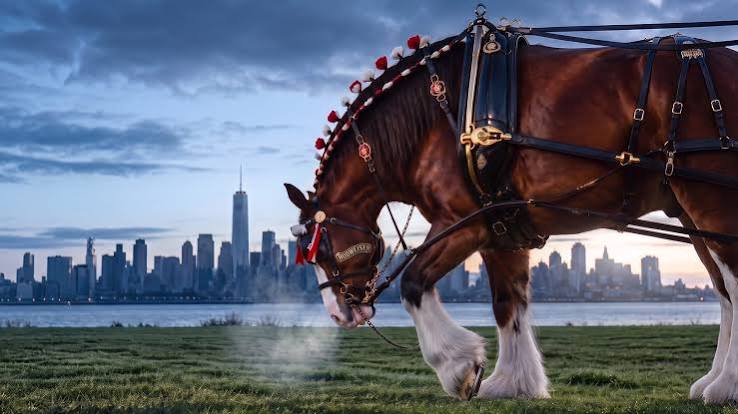 Budweiser's 9/11 Tribute Aired Once During the 2002 Super Bowl and People  Still Remember It