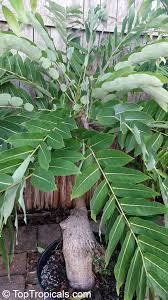 Image result for Phyllanthus mendesii