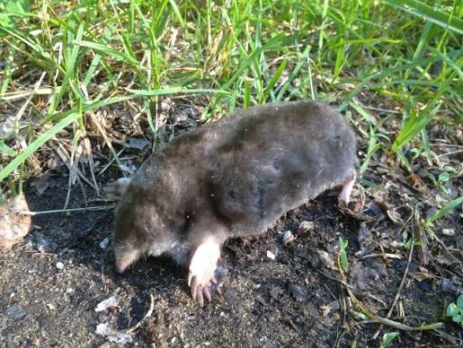 Eastern mole | FWS.gov