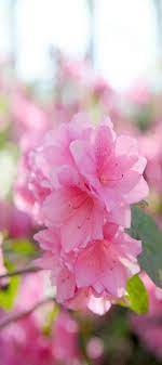 Azalea Flwr Language Take Care Of Yourself For Me Temperance Fragile Pass Flower Viewing Azale Azalea Flower Pretty Flowers Pink Garden