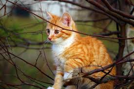 The mackerel tabby is the most common tabby cat available. Orange And White Tabby Kitten Free Image Peakpx