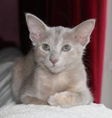 Even the paw pads might have some spotting. Cat Colours Lilac Tortie