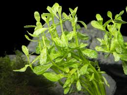 Image result for Bacopa monnieri