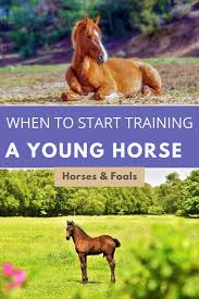 When Can I Start Training My Young Horse Horse Training Tips Horse Training Horseback Riding