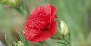 Ohio State Flower Scarlet Carnation Proflowers Blog Flowers Carnations Dianthus Caryophyllus