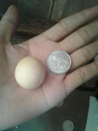 Contact penjual telur ayam jantan on messenger. 2 Telur Ayam Jantan Harga Rp 123ribu Inkuiri Com