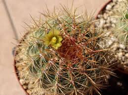 Most of its native range is in san diego county, california, where it is threatened. Photo Of The Bloom Of San Diego Barrel Cactus Ferocactus Viridescens Posted By Baja Costero Garden Org