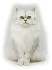 Chantilly (or Tiffany) Cats | Chantilly (or Tiffany) Cat ...