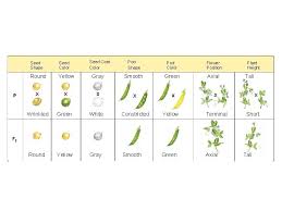 Kelsey klaas will discuss common questions that many parents have about raising a baby, ways to encourage development in y. Mendelian Genetics Mendelian Genetics Heredity The Passing Of