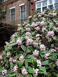 Winter Daphne Zones 7 9 Daphne Odora Aureomarginata With Images Shade Loving Shrubs Winter Flowers Garden Shade Garden