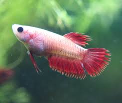 Female betta fish, on the other hand, are not very antagonistic, and will do well when placed together, although a pecking order will be established in the community tank over a period of time. The Genetics Of Betta Fish Tail Types My Aquarium Club