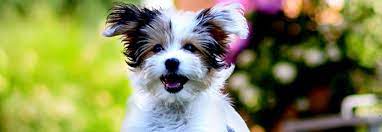 Will vitamin d hurt a dog. Why Too Much Supplementation Can Be Toxic To Your Dog Vetericyn