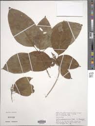 Image result for Grevea