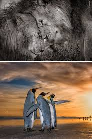 Wildlife Photographer Of The Year Lumix People S Choice Award Touching Moment Between Two Lions Wins Wildlife Photographer Of The Year People S Choice Award Wildlife Wildlife Photography Lions Win