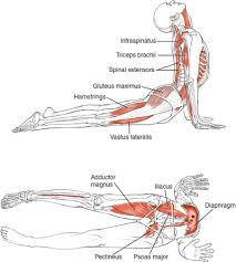 Urdhva Mukha Svanasana Upward Facing Dog Pose C Leslie Kaminoff S Yoga Anatomy B E N E F I T S Improves Posture St Yoga Anatomy Ashtanga Yoga Yoga Muscles