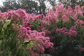 Heptakodium chińskie (Heptacodium miconioides) C2/80cm *K13 - Sadzonki, rośliny ozdobne, sklep ogrodniczy, rośliny ogrodowe