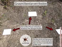 Im bett können sie milben bekämpfen, indem sie kleinere textile gegenstände wie kissen und stofftiere für 24 stunden in das gefrierfach tun. Grasmilben Beim Menschen Herbstgrasmilben Bisse Behandeln