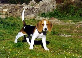 Beagle Beagle Sevimli Hayvan Yavrulari Hayvan