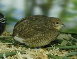 Button Quail Color Id