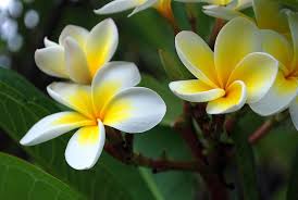 Bambooandblue Frangipani Plumeria Flowers Image Via Wikipedia Beautiful Flowers Plumeria Flowers Hawaiian Flowers