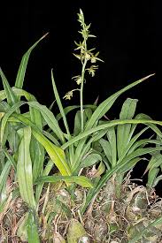 Image result for Eulophia angolensis