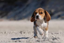 Beagle Puppy On The Beach By Waldek Dabrowski Cute Beagles Beagle Puppy Cute Puppies