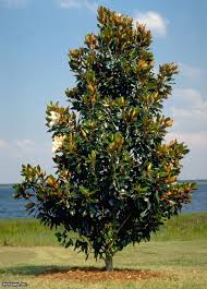Little Gem Magnolia Moderate Compact Evergreen With Foliage A Rusty Bronze Underside Creamy White Blooms Appear Hinterhof Garten Blumenbaum Gartenkunst