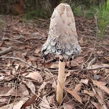 Image result for Coprinus comatus