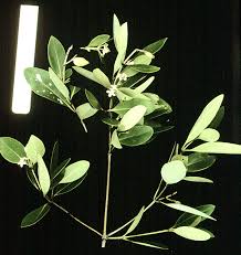 Image result for Avicenniaceae