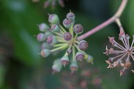 Image result for Metteniusaceae