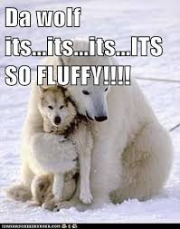 53 Funny Wolfs Ideas Funny Wolf Animals Cute Animals
