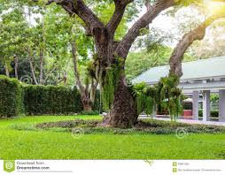 Ein baum im garten kann uns, wie wir bereits in der einleitung angeschnitten haben sehr viel schenken, doch solch eine großzügige pflanze hat auch ein bedürfnisse. Der Dekorative Garten Hat Grosse Baume Stockfoto Bild Von Baum Park 83851362