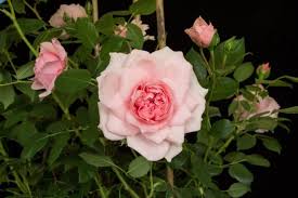 Rosa Dunham Massey ('Beajelly') (S)|rose [Dunham Massey]/RHS Gardening