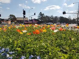 Toowoomba Carnival Of Flowers Set To Bloom Racq