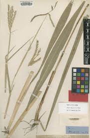 Image result for Elionurus tripsacoides