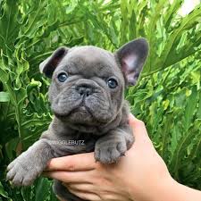 Over the centuries, the dogs were bred for different traits, and various breeds emerged. Blue Frenchie Puppy For Sale Wigglebutz French Bulldog Puppies Bulldog Puppies For Sale Bulldog Puppies