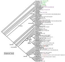 Image result for Gonatopus petiolulatus