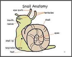 Anatomy Science For Kids Fun Science Kids
