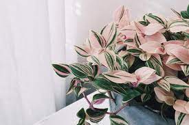 Généralement, les plantes vertes supportent mieux le manque de lumière que les plantes à fleurs, mais elles en ont tout de même un besoin vital. 5 Plantes Roses Qui Vont Faire Le Buzz Sur Instagram Et Pinterest