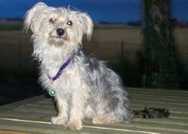 He is a white with black spots lil guy! Bichon Yorkie Dog Breed Information And Pictures