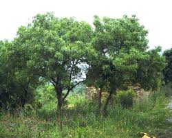 Image result for Fraxinus angustifolia